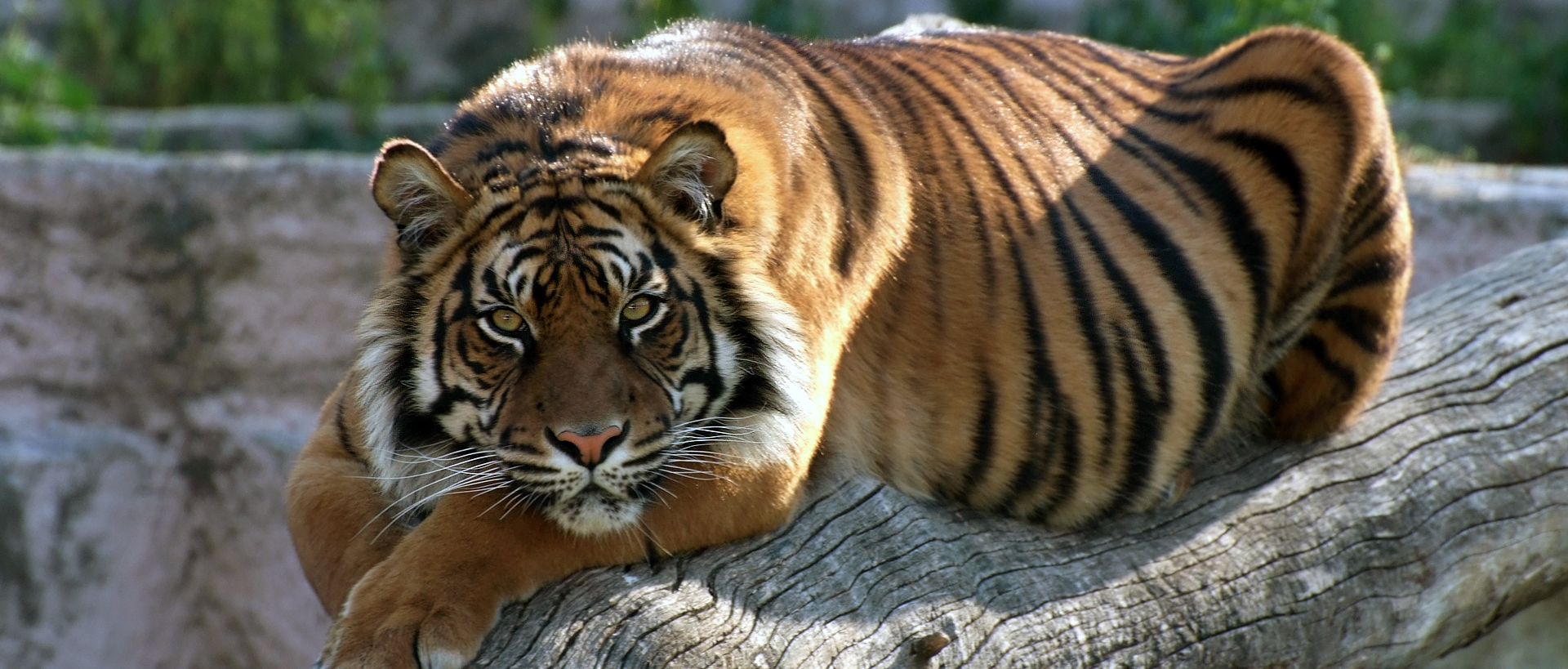 Tigre de Sumatra | Zoo Barcelona